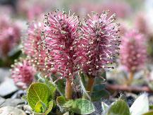 Barren's Willow, an endemic, endangered plant species