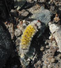 A picture of a Virginia Ctenucha Caterpillar