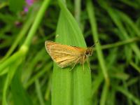 A picture of a European skipper