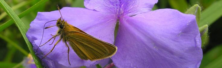 European skipper resting on a purple flower