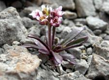 Fernald's Braya, an endemic threatened species