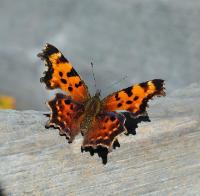 A picture of a Green Comma Butterfly