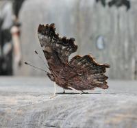 A picture of a Green Comma Butterfly Wing Underside
