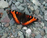 A picture of a Milbert's Tortoiseshell Butterfly resting on rocks