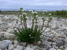 Long's Braya, an endemic, endangered plant species