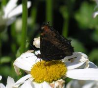 A picture of a Milbert's Tortoiseshell Butterfly Wing Underside