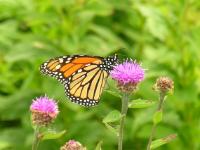 A picture of a Monarch Butterfly 