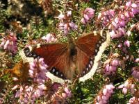 A picture of a Morning Cloak Butterfly