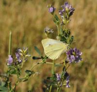 Mustard White