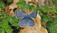 A picture of a Northern Blue