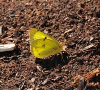 Pink-edged sulphur