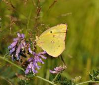 Pink-edged sulphur