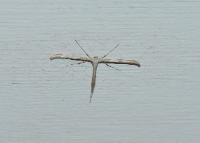 Plume Moth