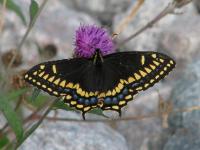 A picture of a Short-tailed Swallowtail