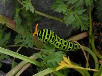 A picture of a Short-tailed Swallowtail Caterpillar
