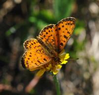 Silver-boardered Fritilliary 