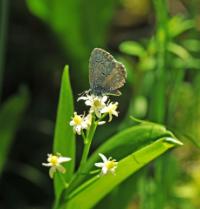 A picture of a Spring Azure