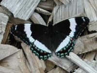 A picture of a White Admiral Butterfly