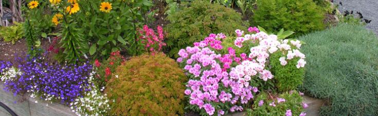 Colourful flowers in a garden bed