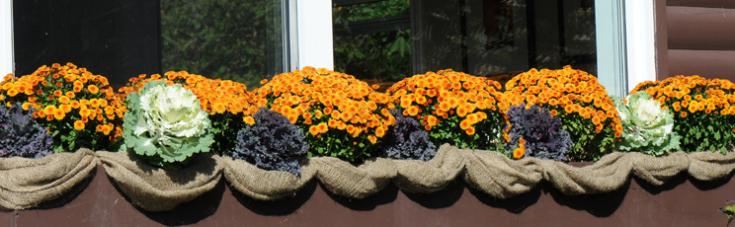 flowers under a window