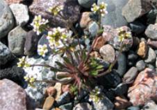 Low Northern Rockcress, an endemic, endangered species