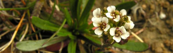 Picture of a white flower