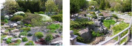 rock garden