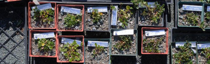 a picture of several threatened species in pots