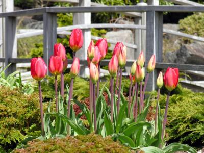 May in the Garden