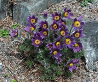 Pulsatilla