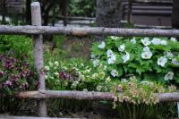 Hellebores