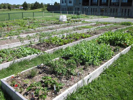 Memorial University Community Garden