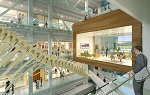 Artist drawing looking out over the whale atrium with collaborative space in the background