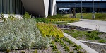Local NL plants outside Core Science Facility