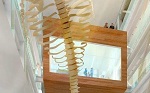 Architects drawing of whale in Core Science