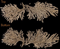 three dimensional trace fossil