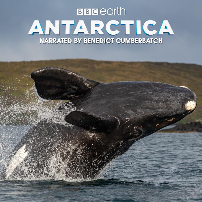 a humpback whale breeches in this poster for the film Antarctica