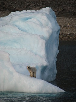 Polar bear photo by Beth Cowan