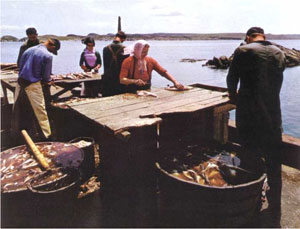 Preparing fish at a splitting table