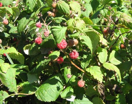 Raspberries: berry picking with Bridget Jacobs, Joe Batt's Arm 