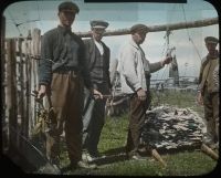 Weighing salted fish, 1915