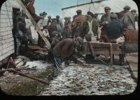 Many fishermen by fish flake, 1915