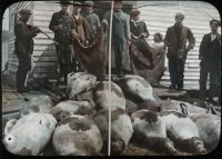 Eight men, girl, with 12 harp seals, 1915