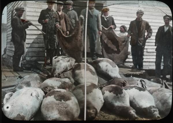 Eight men, girl, with 12 harp seals