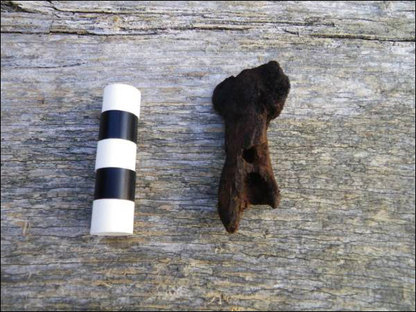 Harpoon head from Pigeon Cove excavation site