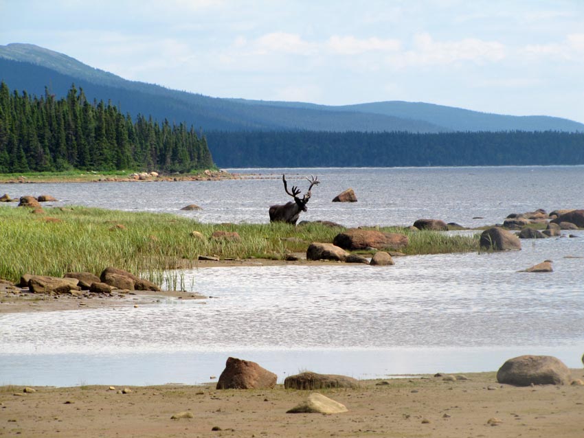 Caribou in White Bear River 2010