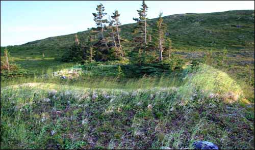 Sod House