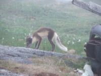 Labrador Fox