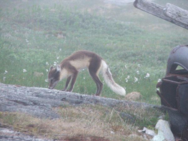 Labrador Fox Drops by for a Visit
