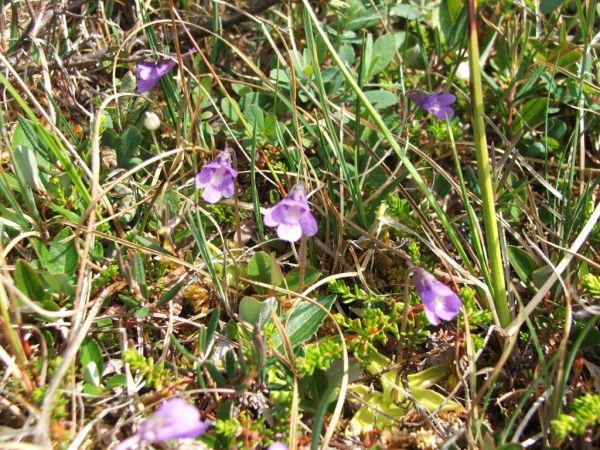 Labrador Violets